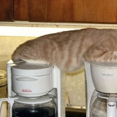 Incomprehensible cat logic: 30 photos that for sure you will laugh Incomprehensible cat logic: 30 photos that for sure you will laugh