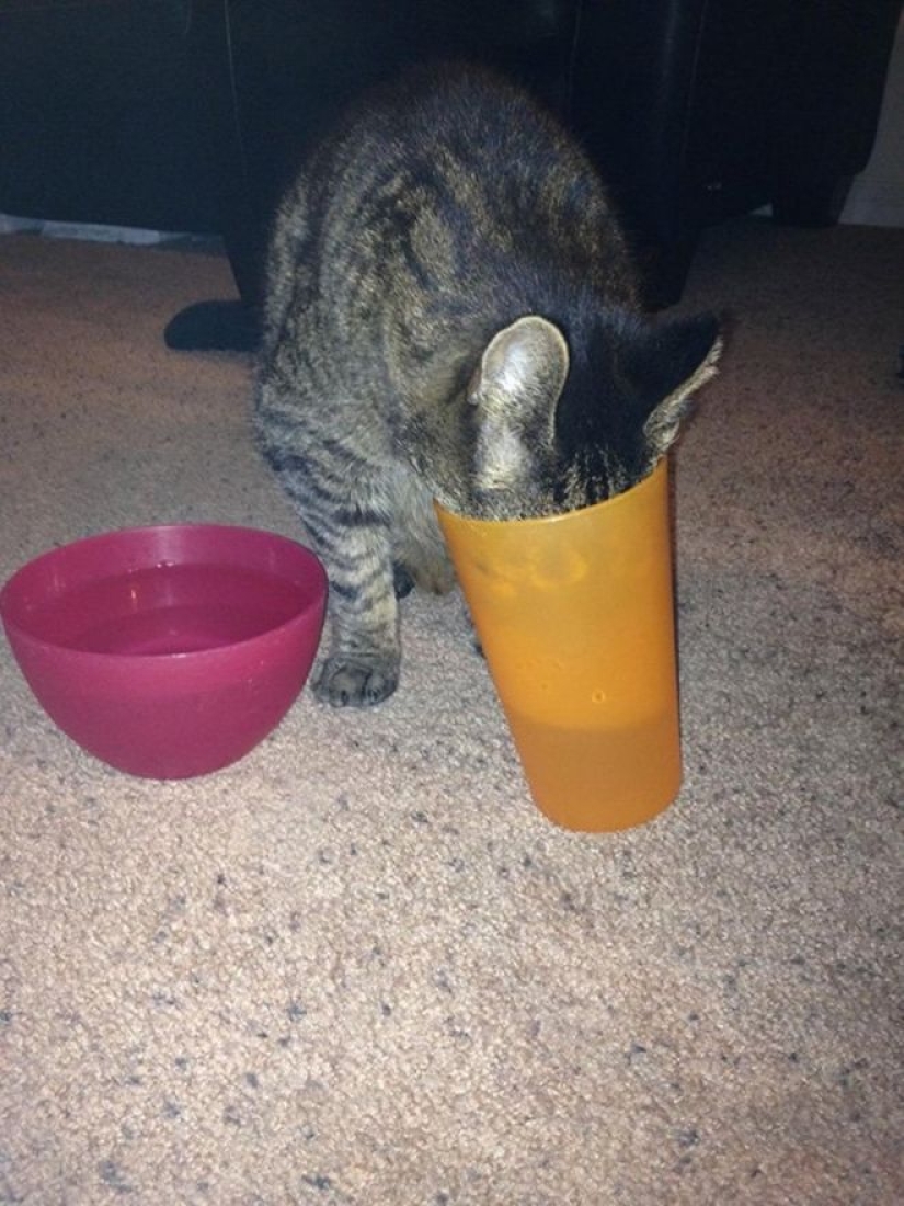 Incomprehensible cat logic: 30 photos that for sure you will laugh