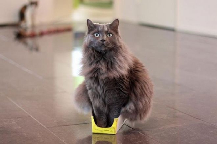 Incomprehensible cat logic: 30 photos that for sure you will laugh