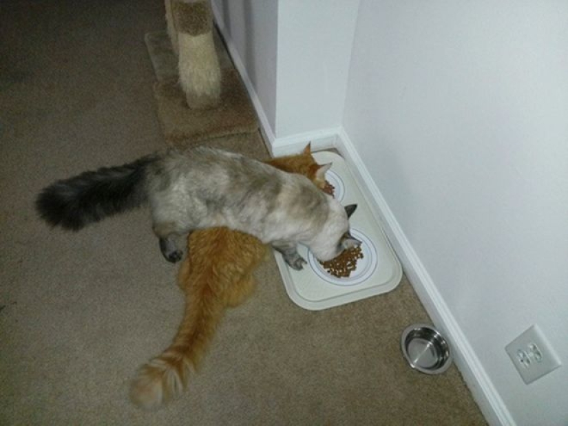 Incomprehensible cat logic: 30 photos that for sure you will laugh