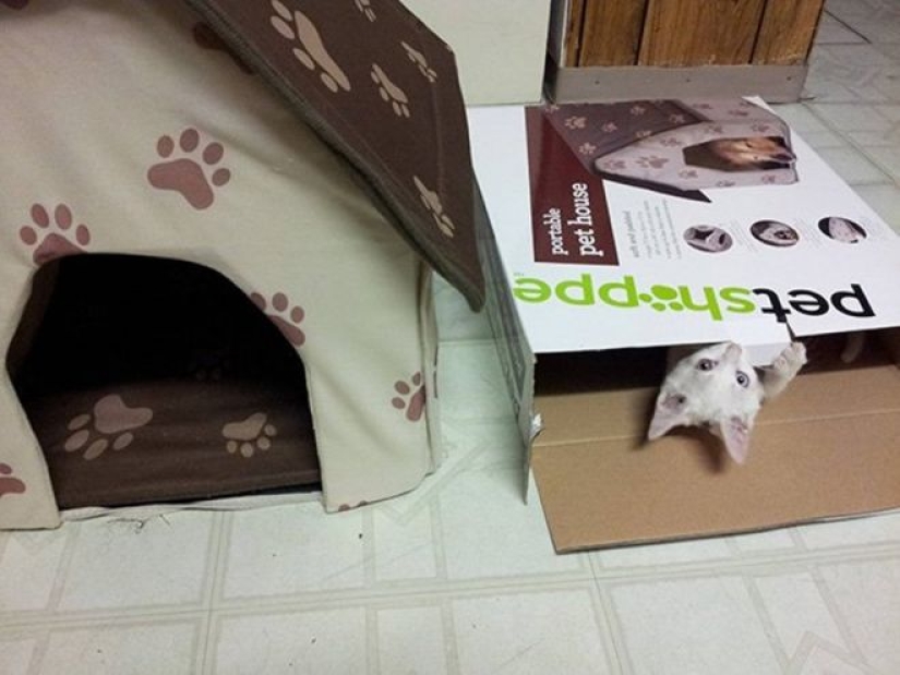 Incomprehensible cat logic: 30 photos that for sure you will laugh