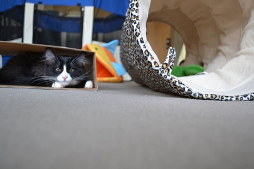 Incomprehensible cat logic: 30 photos that for sure you will laugh