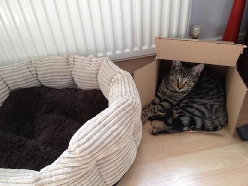 Incomprehensible cat logic: 30 photos that for sure you will laugh