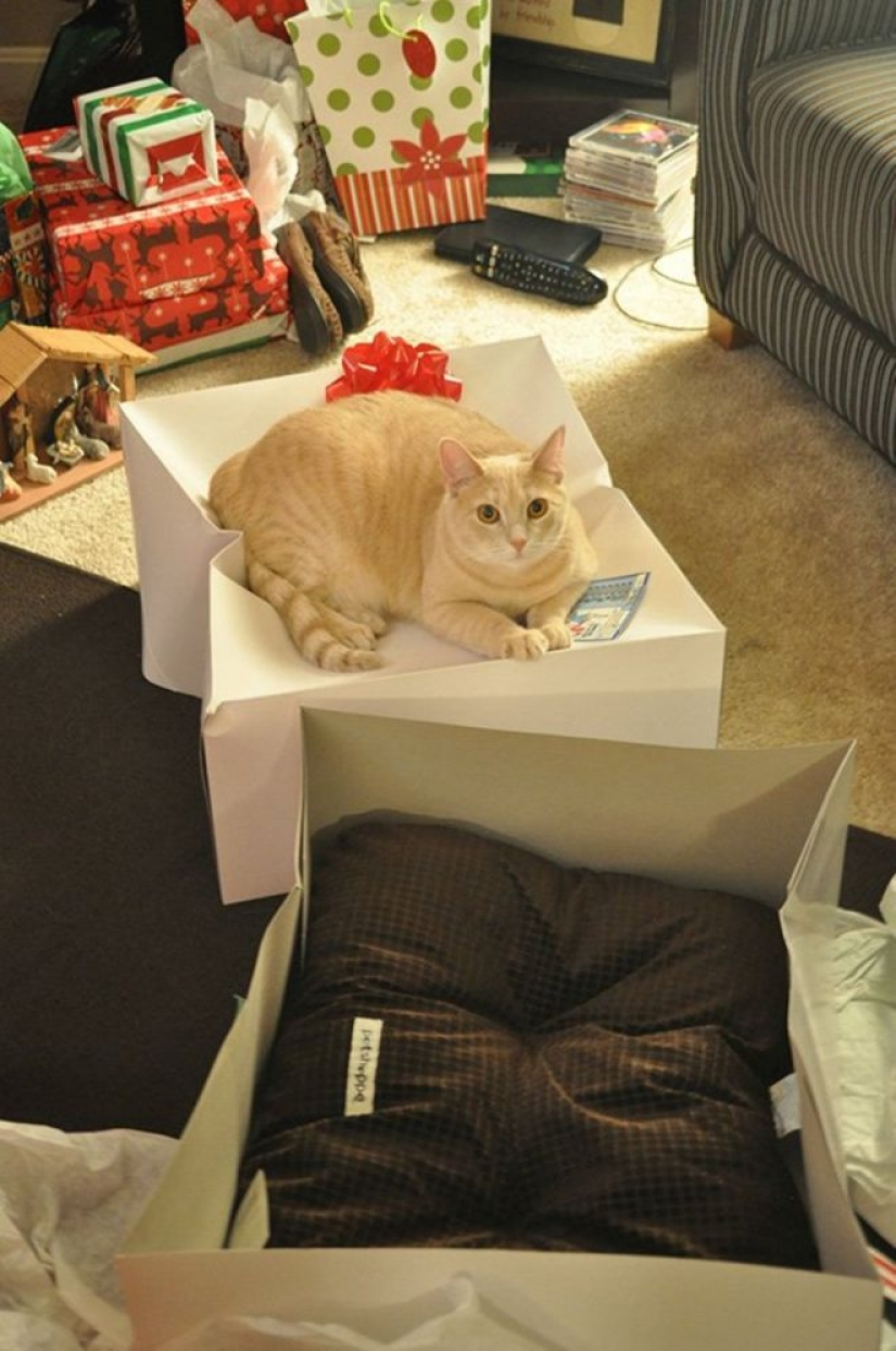 Incomprehensible cat logic: 30 photos that for sure you will laugh