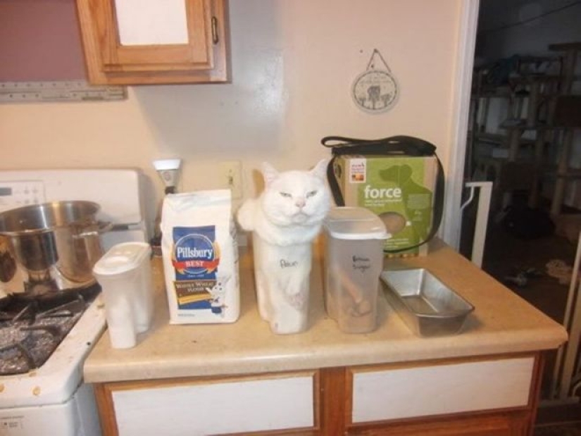 Incomprehensible cat logic: 30 photos that for sure you will laugh