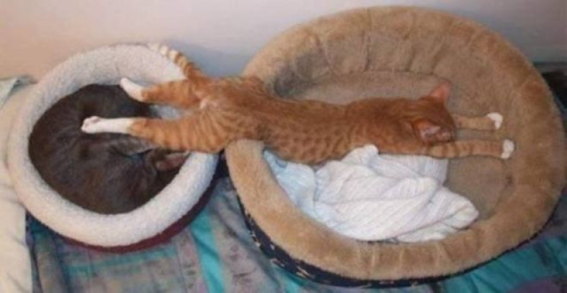 Incomprehensible cat logic: 30 photos that for sure you will laugh