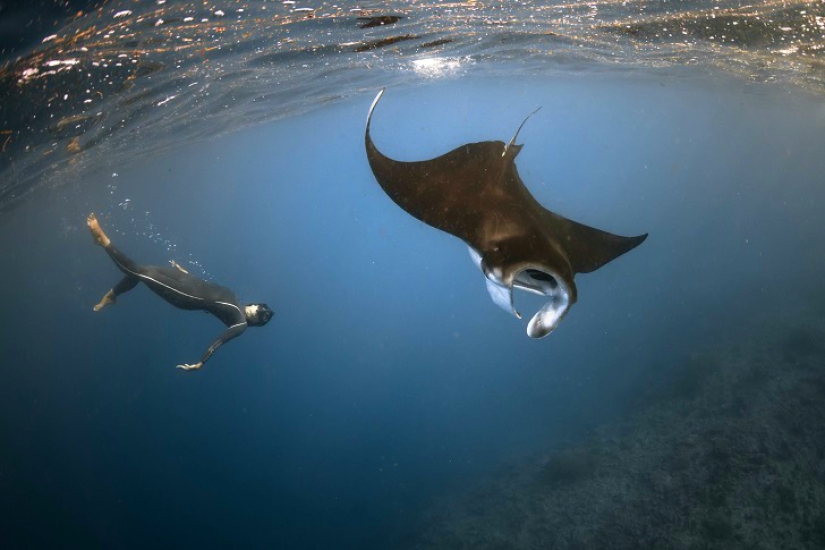 Incredible freediving in the wild