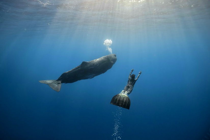 Incredible freediving in the wild