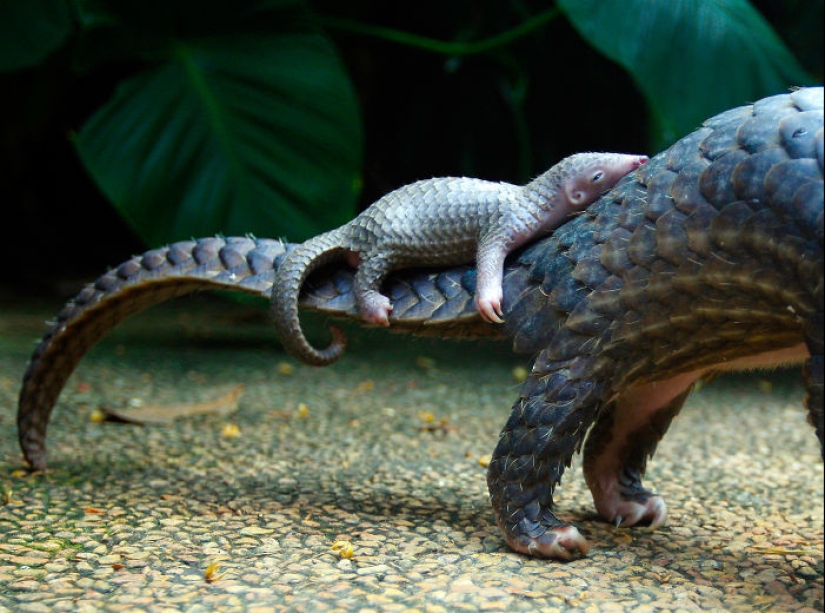 Incredibly cute baby pangolins that have been around for 80 million years Incredibly cute baby pangolins that have been around for 80 million years