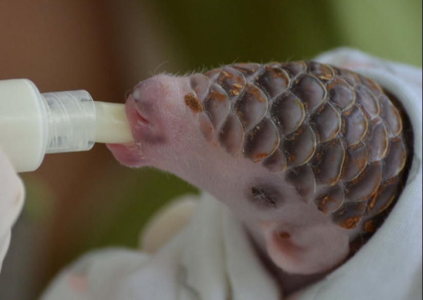 Incredibly cute baby pangolins that have been around for 80 million years Incredibly cute baby pangolins that have been around for 80 million years