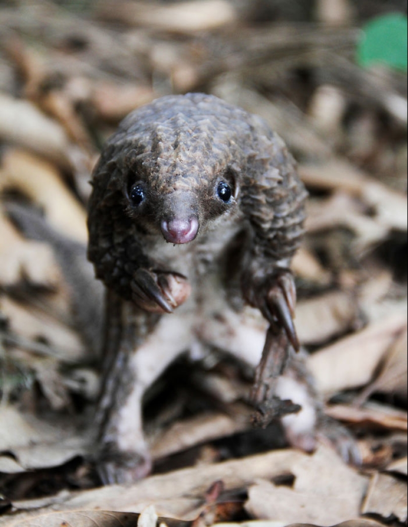Incredibly cute baby pangolins that have been around for 80 million years Incredibly cute baby pangolins that have been around for 80 million years