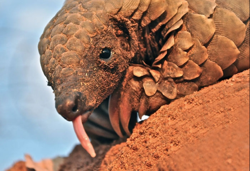 Incredibly cute baby pangolins that have been around for 80 million years Incredibly cute baby pangolins that have been around for 80 million years