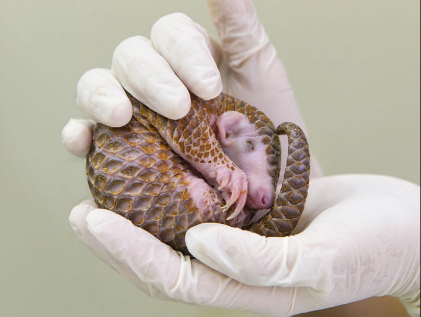 Incredibly cute baby pangolins that have been around for 80 million years Incredibly cute baby pangolins that have been around for 80 million years