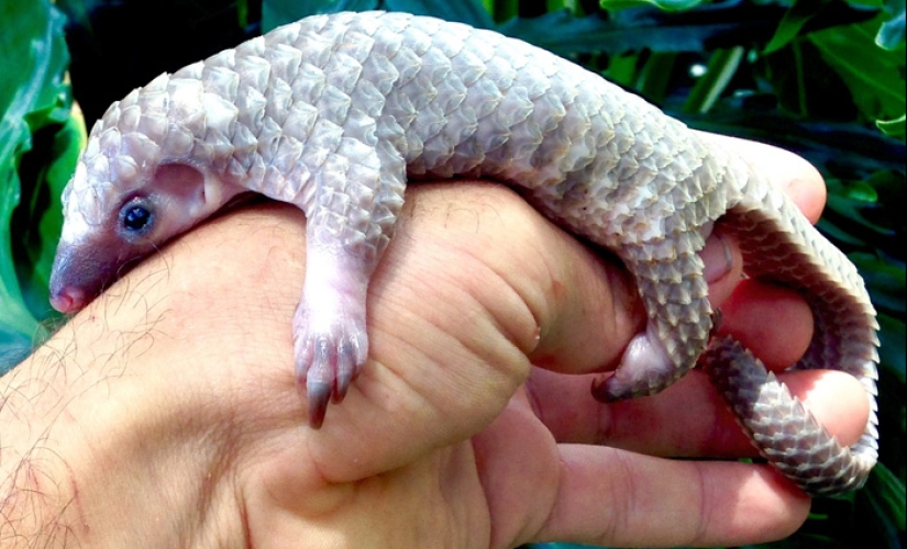 Incredibly cute baby pangolins that have been around for 80 million years Incredibly cute baby pangolins that have been around for 80 million years