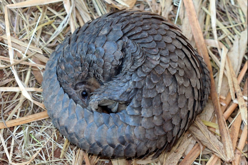Incredibly cute baby pangolins that have been around for 80 million years Incredibly cute baby pangolins that have been around for 80 million years