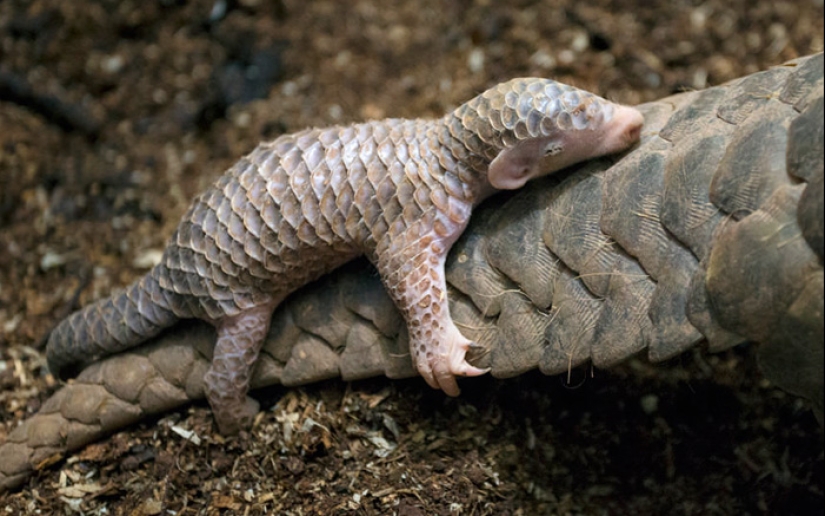 Incredibly cute baby pangolins that have been around for 80 million years Incredibly cute baby pangolins that have been around for 80 million years