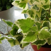 Indoor plants that purify the air Indoor plants that purify the air