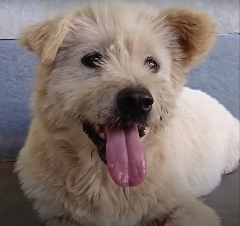 Inspiring Rescue Transformation Story Of A Dog That Went From Bald And Fearful To Cute Cuddle Bear