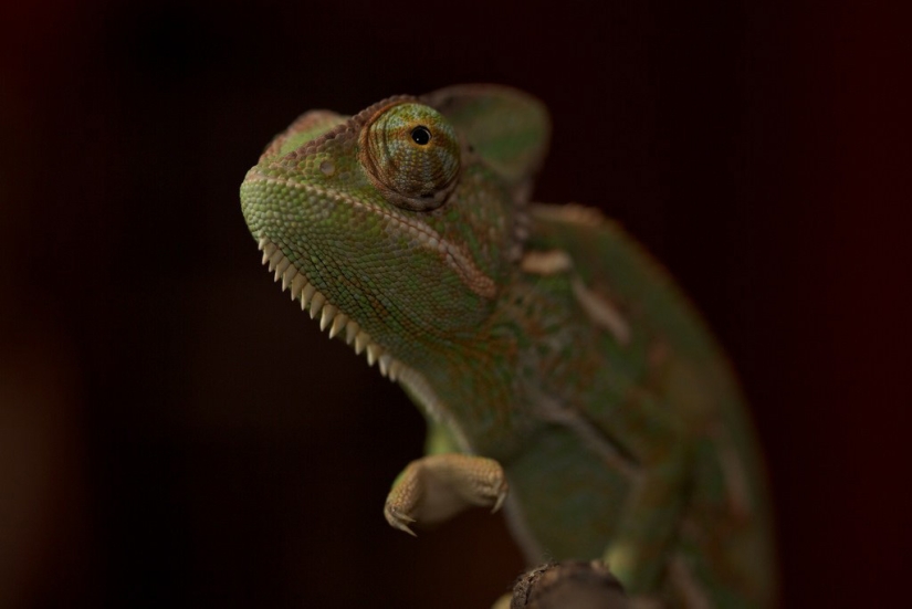 Interesting facts about how animals sleep