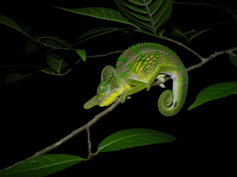 Interesting facts about how animals sleep