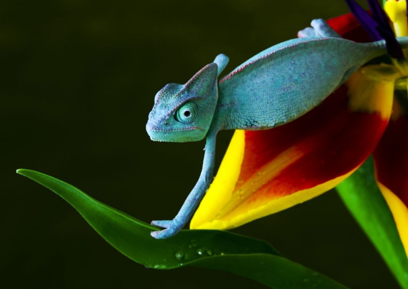 Interesting facts about how animals sleep
