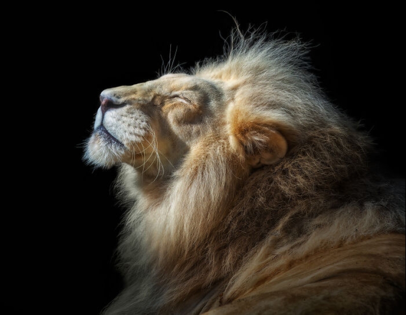 International Photo Awards 2023: “Best Of Show” Curated By Susan Baraz International Photo Awards 2023: “Best Of Show” Curated By Susan Baraz