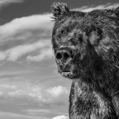"I've been chasing this leopard hour and a half": the history of the creation of the legendary the best shots of wildlife photographer David yarrow