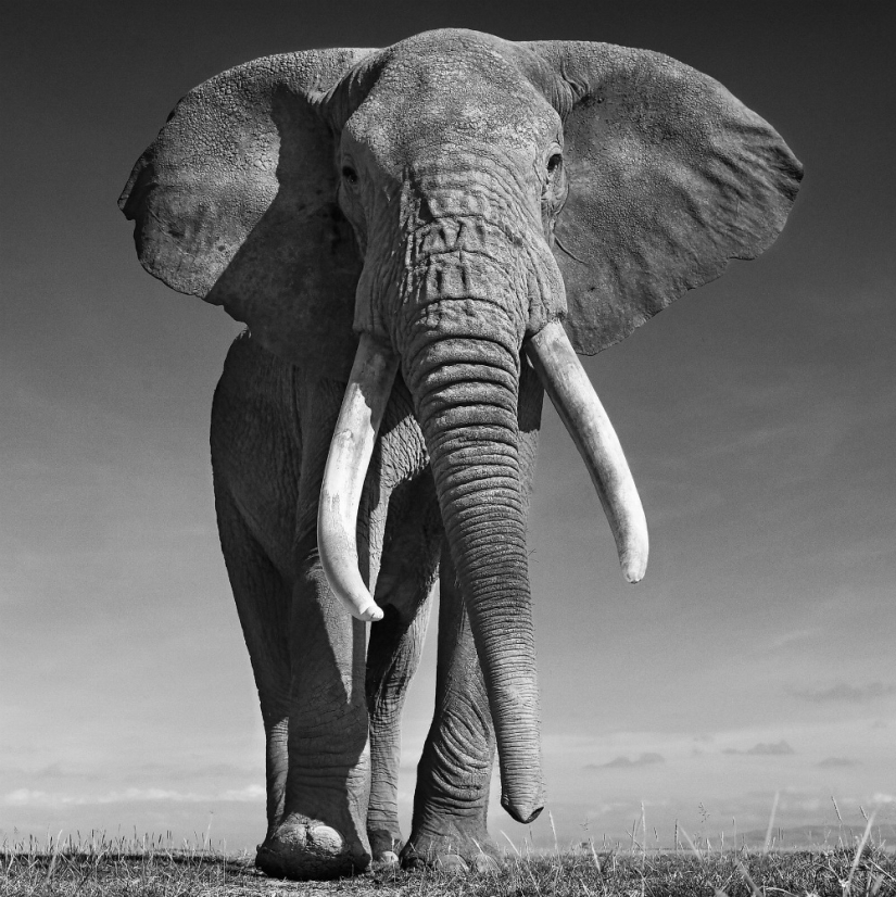 "I've been chasing this leopard hour and a half": the history of the creation of the legendary the best shots of wildlife photographer David yarrow