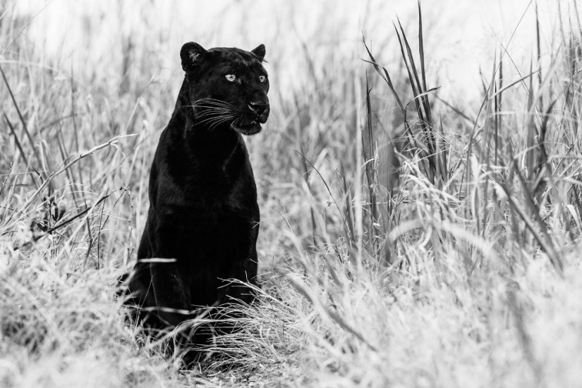 "I've been chasing this leopard hour and a half": the history of the creation of the legendary the best shots of wildlife photographer David yarrow