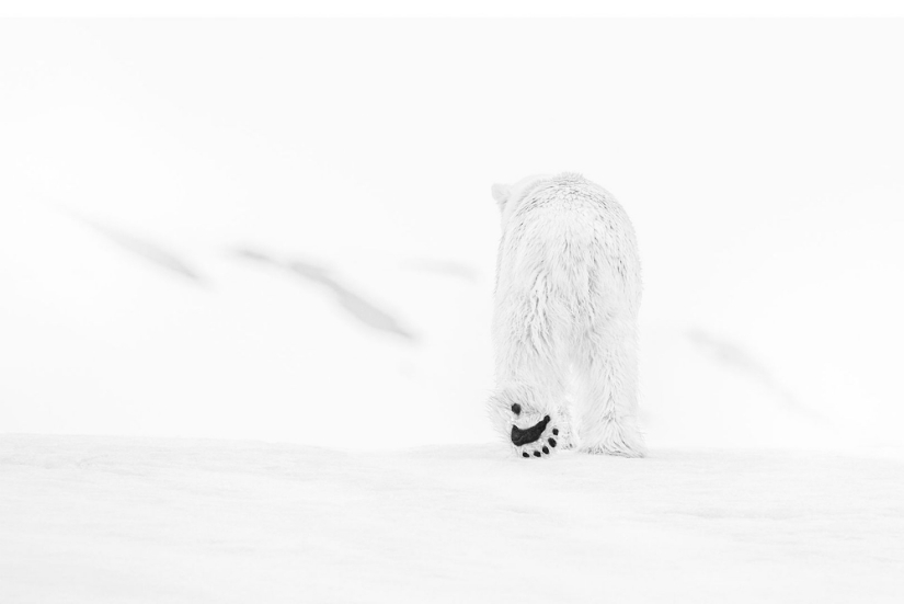 "I've been chasing this leopard hour and a half": the history of the creation of the legendary the best shots of wildlife photographer David yarrow