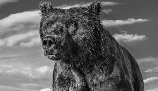 "I've been chasing this leopard hour and a half": the history of the creation of the legendary the best shots of wildlife photographer David yarrow