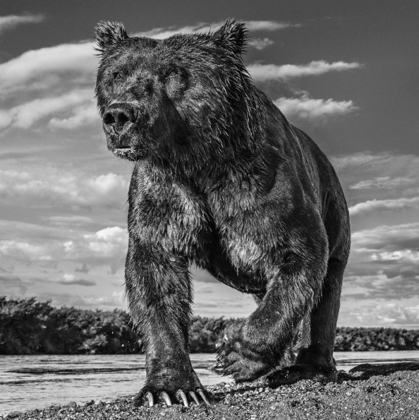 "I've been chasing this leopard hour and a half": the history of the creation of the legendary the best shots of wildlife photographer David yarrow