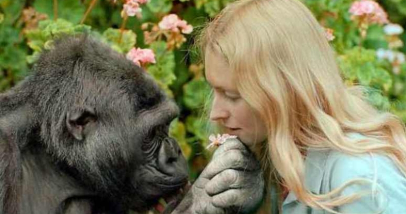 Koko the talking gorilla - is it true, a hoax or a delusion of scientists?