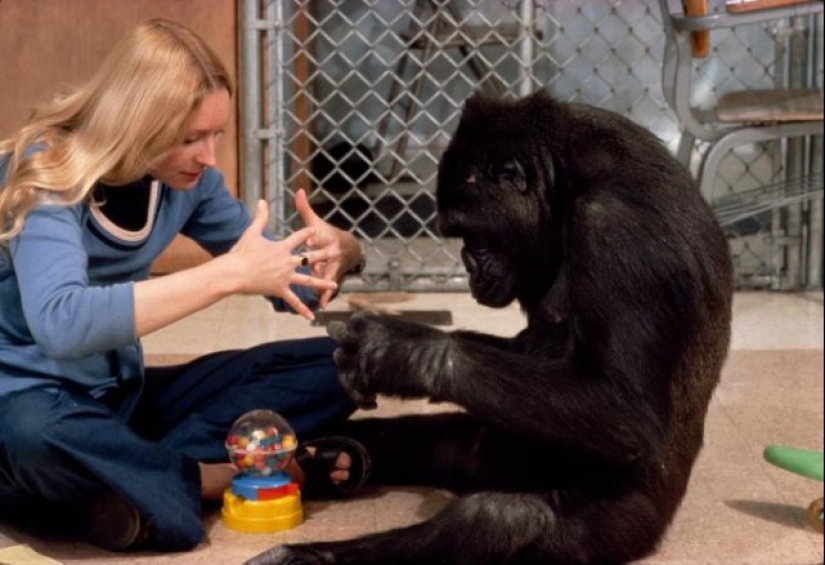 Koko the talking gorilla - is it true, a hoax or a delusion of scientists?