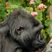 Koko the talking gorilla - is it true, a hoax or a delusion of scientists?
