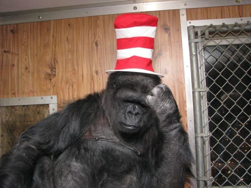 Koko the talking gorilla - is it true, a hoax or a delusion of scientists?