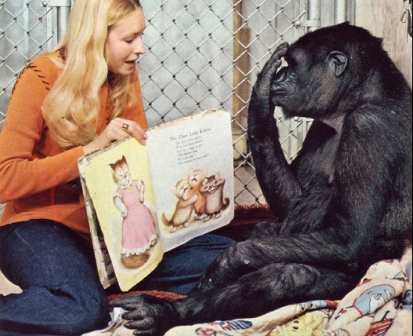 Koko the talking gorilla - is it true, a hoax or a delusion of scientists?