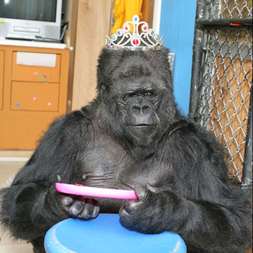 Koko the talking gorilla - is it true, a hoax or a delusion of scientists?