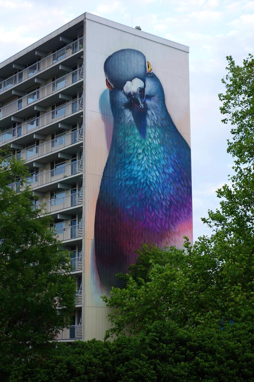 Kurls-kurls? Street Artist Super A and his Giant Pigeons