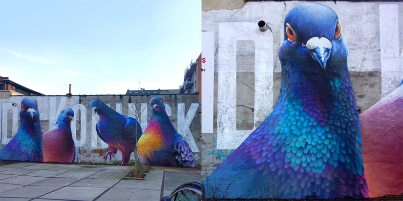 Kurls-kurls? Street Artist Super A and his Giant Pigeons