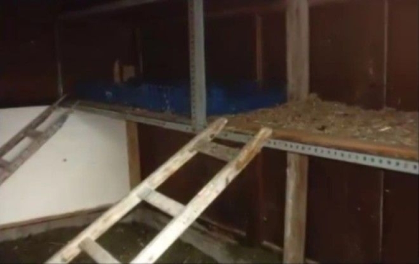 La historia de una "chica gallina" portuguesa que creció en un gallinero