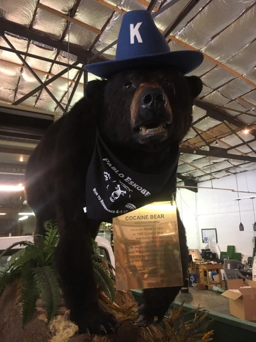 La increíble historia de la Cocaína Oso un oso que se comió 34 kilos de contrabando de cocaína