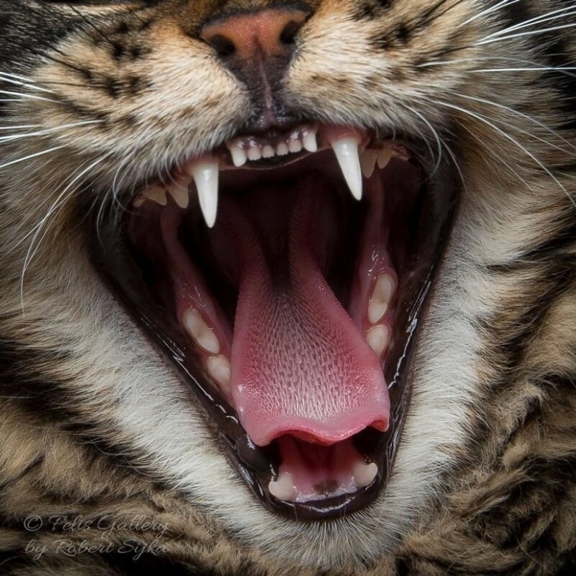 La magia de la belleza mankulov, el más grande de los gatos La magia de la belleza mankulov, el más grande de los gatos