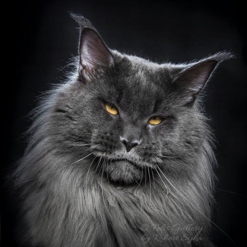 La magia de la belleza mankulov, el más grande de los gatos La magia de la belleza mankulov, el más grande de los gatos