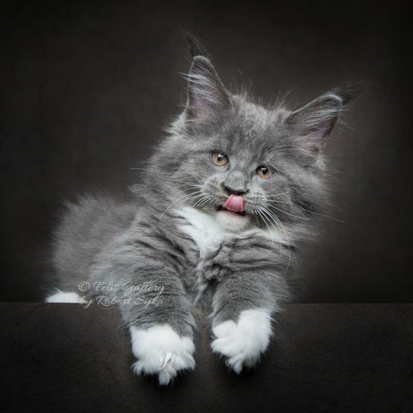 La magia de la belleza mankulov, el más grande de los gatos La magia de la belleza mankulov, el más grande de los gatos