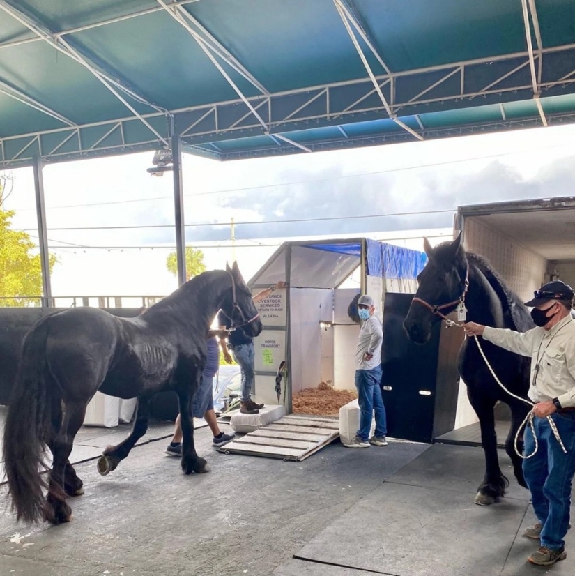 La manada va al cielo: cómo se transportan los caballos en los aviones