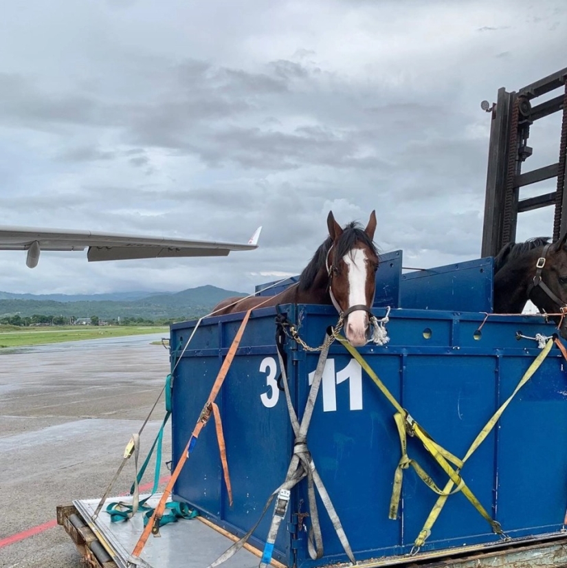 La manada va al cielo: cómo se transportan los caballos en los aviones