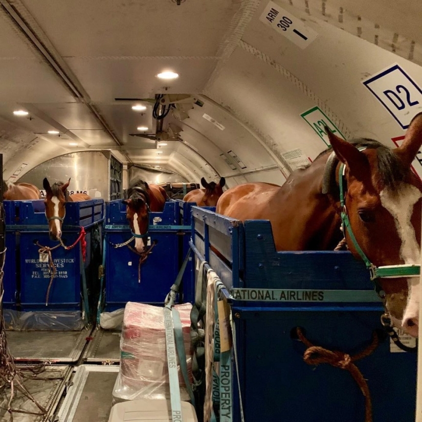 La manada va al cielo: cómo se transportan los caballos en los aviones