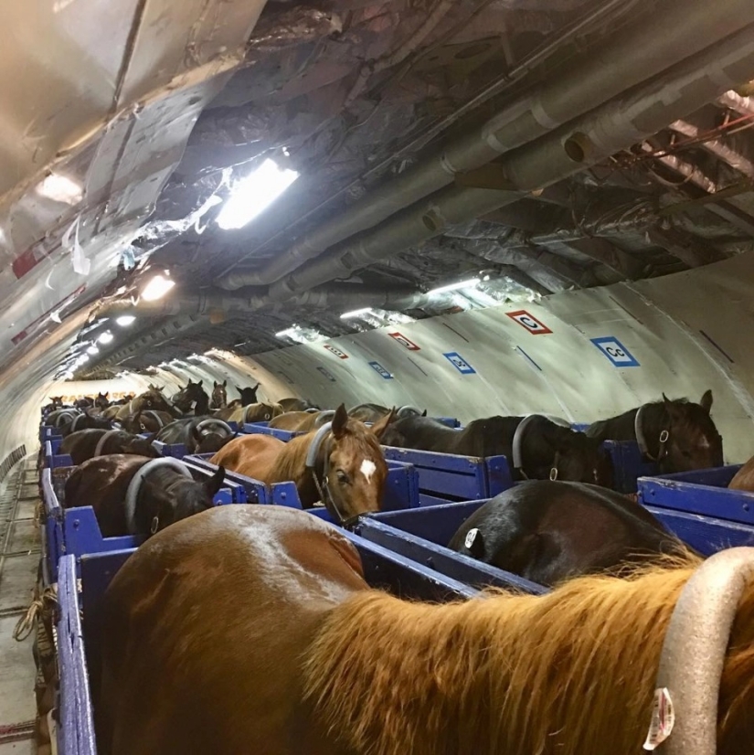 La manada va al cielo: cómo se transportan los caballos en los aviones