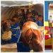 La manada va al cielo: cómo se transportan los caballos en los aviones La manada va al cielo: cómo se transportan los caballos en los aviones